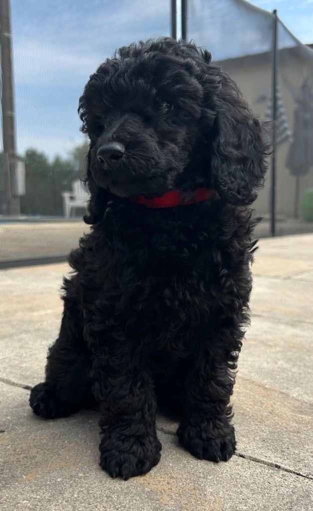 De La Rhodinerie - Chiots disponibles - Caniche