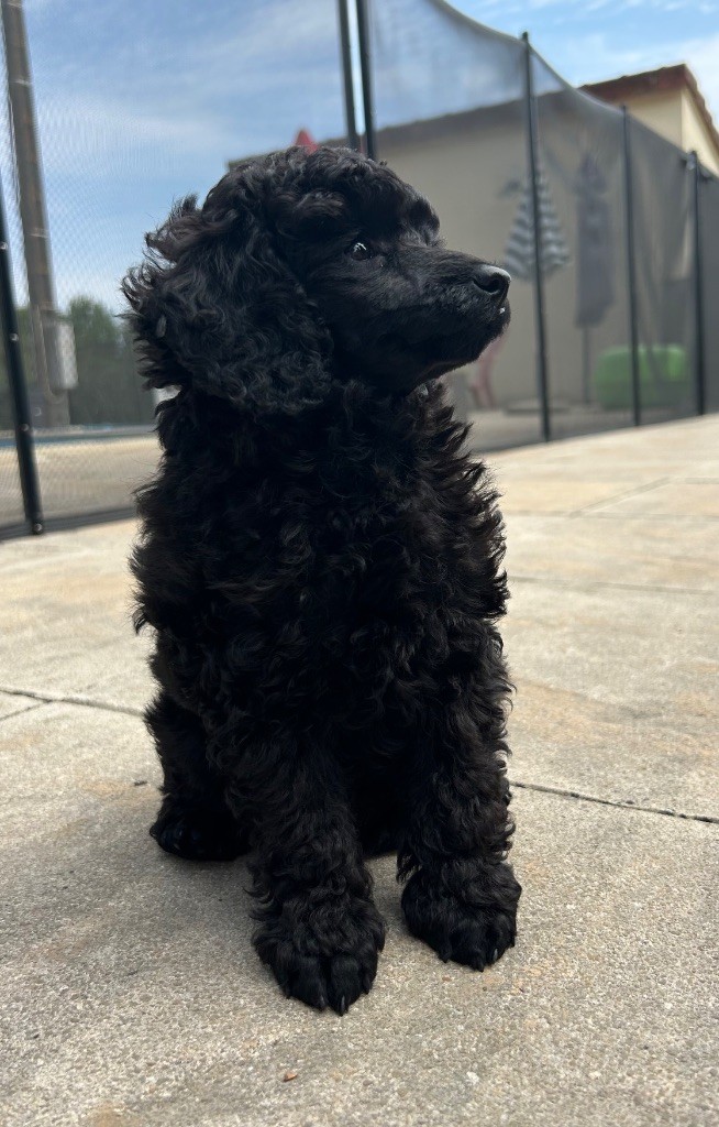 De La Rhodinerie - Chiots disponibles - Caniche
