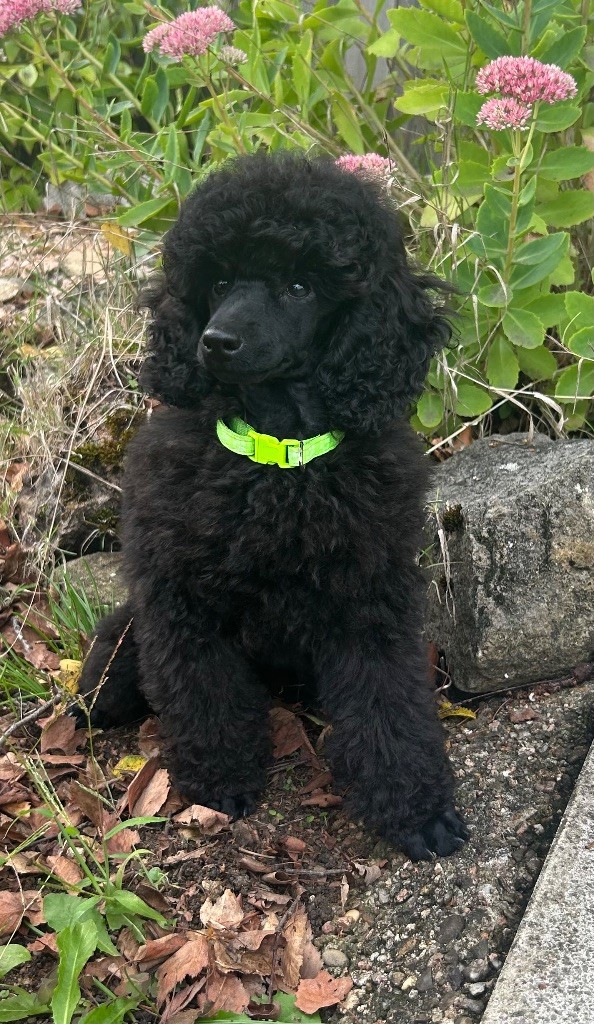 De La Rhodinerie - Chiots disponibles - Caniche